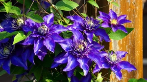 Clematis 'The President' - afbeelding 2