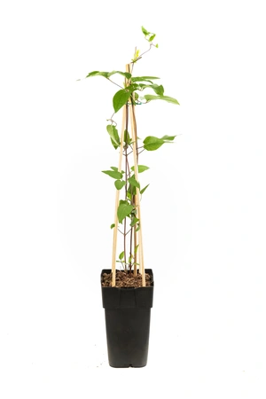 Clematis 'The President' (Bosrank) - P15cm - afbeelding 1