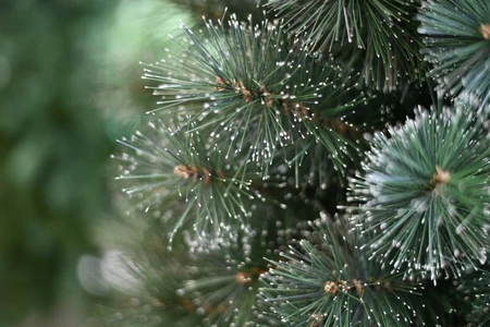 CLEVELAND FROSTED PINE 180CM - afbeelding 3