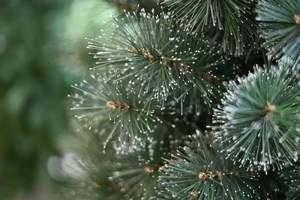 CLEVELAND FROSTED PINE 180CM - afbeelding 3