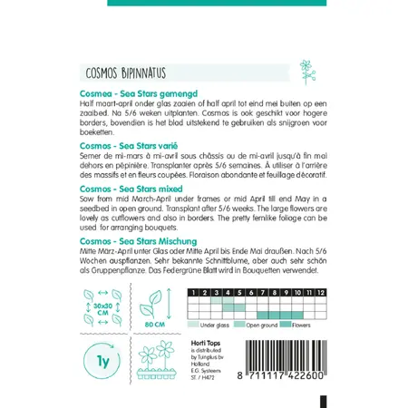 Cosmea 'Sea Stars' - afbeelding 2