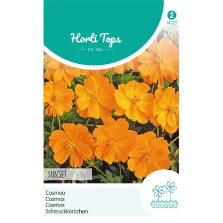 Cosmea 'Sunset' - afbeelding 1