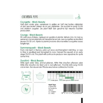 Courgette 'Black Beauty' - afbeelding 2