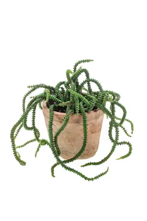 CRASSULA BUSH X2 30CM IN TC POT AGE