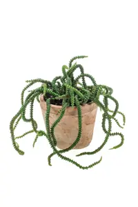 CRASSULA BUSH X2 30CM IN TC POT AGE