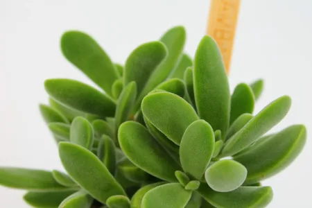 Crassula Stretto