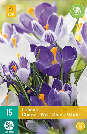 Krokus Blauw - Wit Mix - afbeelding 1