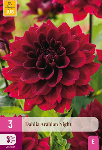 Dahlia 'Arabian Night'