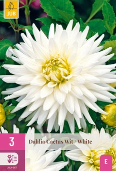 Dahlia 'Cactus' - Wit