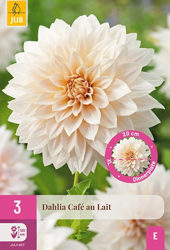 Dahlia 'Cafe au Lait'