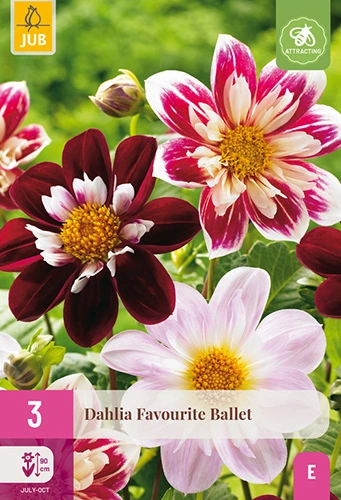 Dahlia 'Favourite Ballet'
