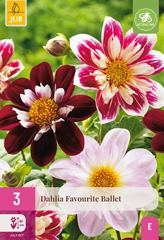 Dahlia 'Favourite Ballet'