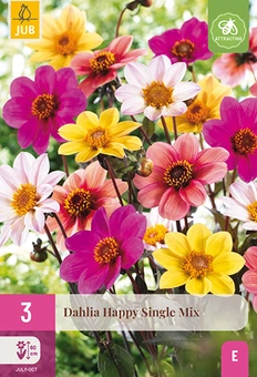 Dahlia 'Happy Single - Mix