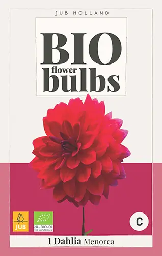 Dahlia 'Menorca' - Bio