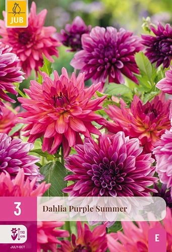 Dahlia 'Purple Summer'