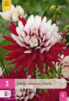 Dahlia 'Rebecca's World'