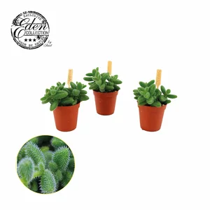 Delosperma