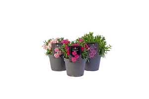 DIANTHUS DOUBLELICIOUS MIXLAAG P15