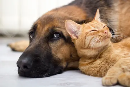 Dieren