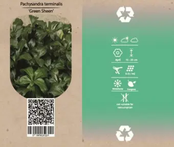 Dikkemanskruid - Schaduwkruid - P9cm - afbeelding 2