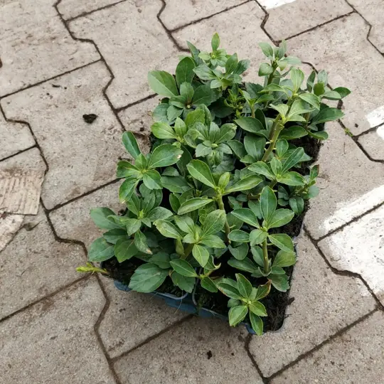 Dikkemanskruid - Schaduwkruid - P9cm - afbeelding 3