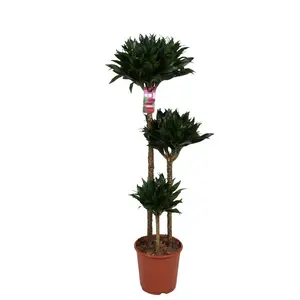 Drakenbloedboom - P24cm