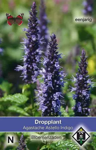 Dropplant 'Astello Indigo'