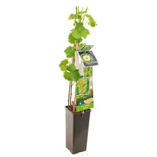 Druivenplant 'Bianca' - afbeelding 1