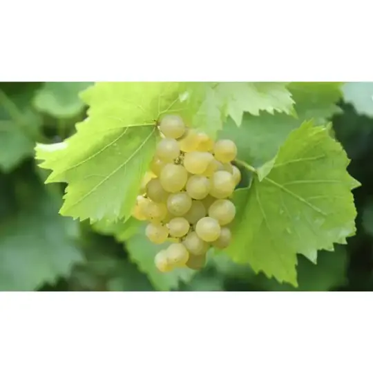 Druivenplant 'Bianca' - afbeelding 2