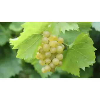 Druivenplant 'Bianca' - afbeelding 2