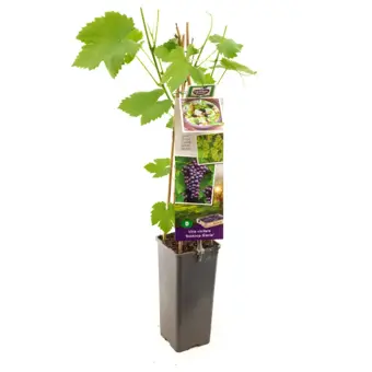 Druivenplant 'Boskoop Glorie' - afbeelding 1