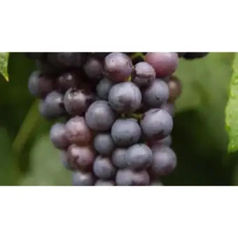 Druivenplant 'Boskoop Glorie' - afbeelding 2
