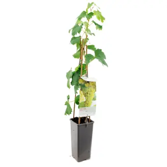 Druivenplant 'Fanny' - afbeelding 1