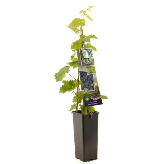 Druivenplant 'Frankenthaler' - afbeelding 1