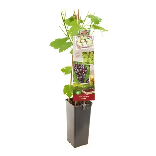Druivenplant 'Heike' - afbeelding 1