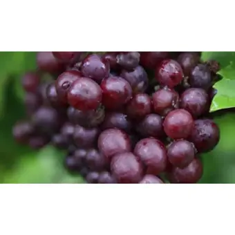 Druivenplant 'Heike' - afbeelding 2