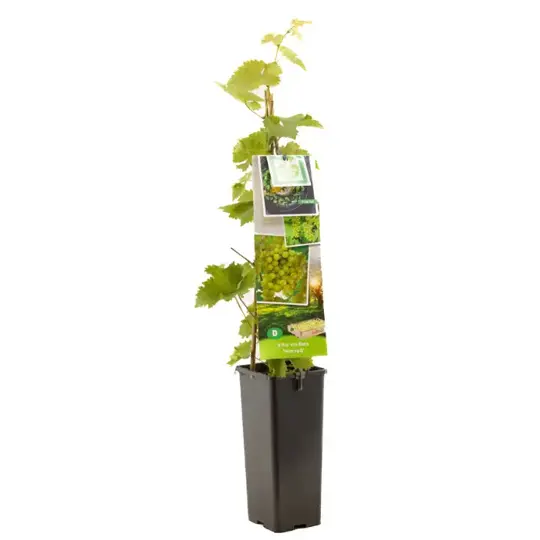 Druivenplant 'Himrod' - afbeelding 1