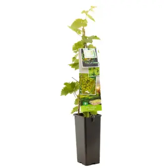 Druivenplant 'Himrod' - afbeelding 1