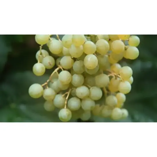 Druivenplant 'Himrod' - afbeelding 2