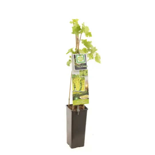 Druivenplant 'Lakemont' (Geënt) - afbeelding 1