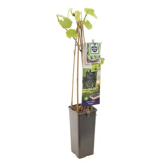 Druivenplant 'Regent' - afbeelding 1