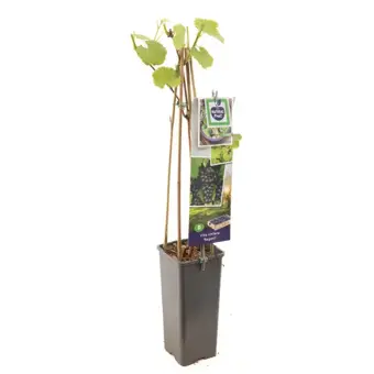 Druivenplant 'Regent' - afbeelding 1