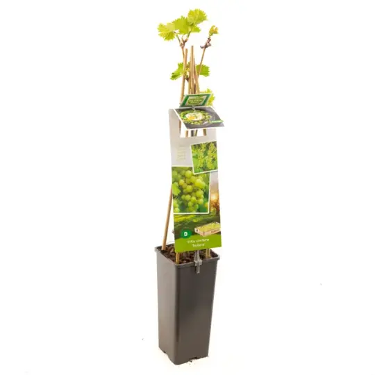 Druivenplant 'Solaris' - afbeelding 1