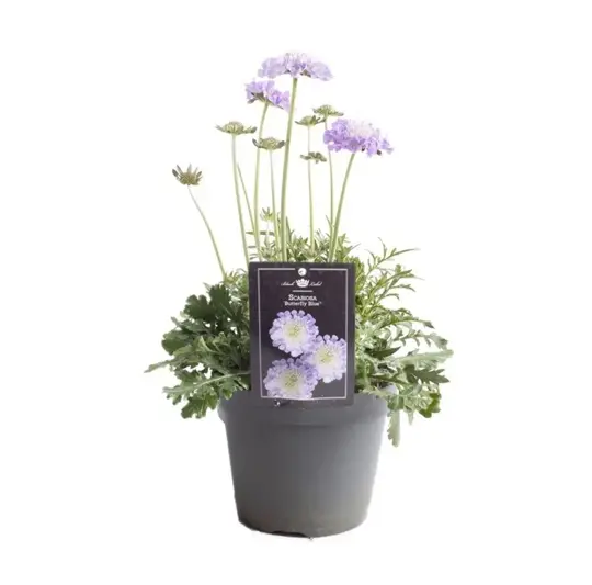 Duifkruid 'Butterfly Blue' - P15cm - afbeelding 1