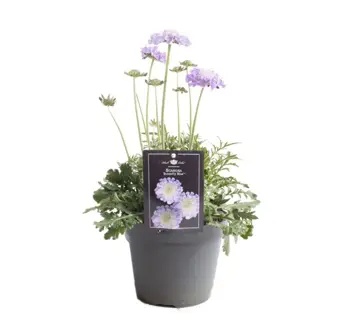 Duifkruid 'Butterfly Blue' - P15cm - afbeelding 1