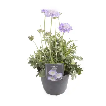 Duifkruid 'Butterfly Blue' - P15cm - afbeelding 2