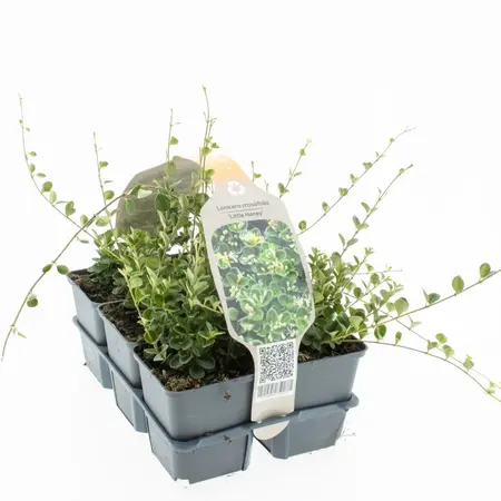 Dwergkamperfoelie 'Little Honey' - P9cm - afbeelding 1