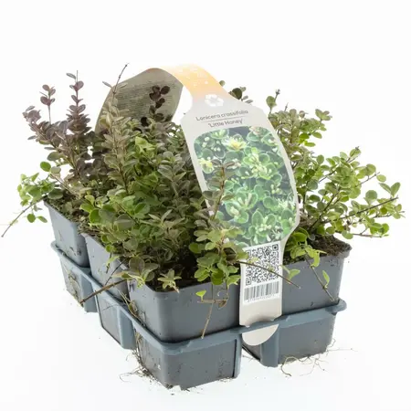 Dwergkamperfoelie 'Little Honey' - P9cm - afbeelding 2