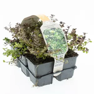 Dwergkamperfoelie 'Little Honey' - P9cm - afbeelding 3
