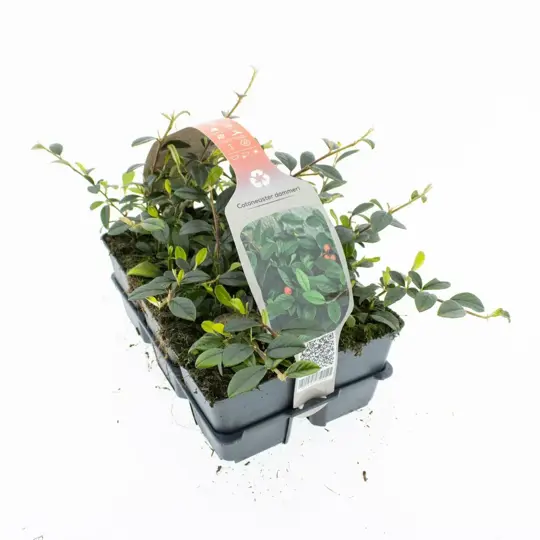 Dwergmispel - P9cm - afbeelding 3